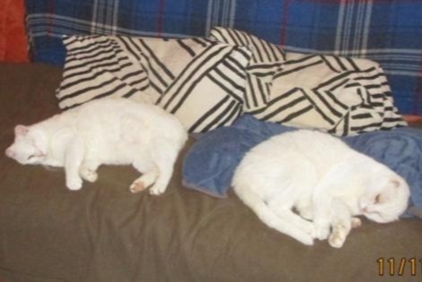 Vermisstmeldung Katze rassenmischung Männliche , 22 jahre Sorgues Frankreich Vermisstmeldung Katze rassenmischung Männliche , 22 jahre Sorgues Frankreich