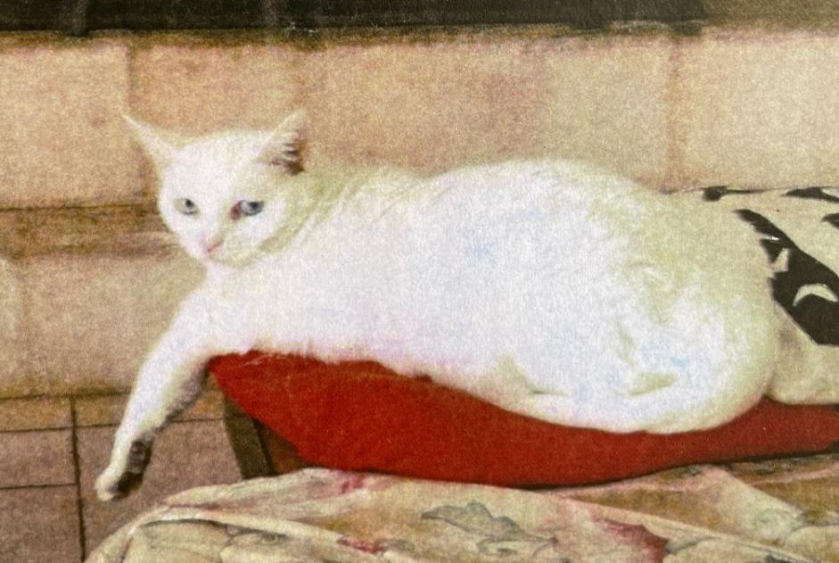 Vermisstmeldung Katze Weiblich , 7 jahre Saint-Cézaire-sur-Siagne Frankreich Vermisstmeldung Katze Weiblich , 7 jahre Saint-Cézaire-sur-Siagne Frankreich