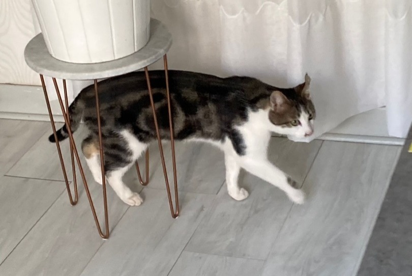 Vermisstmeldung Katze Männliche , 3 jahre Hyères Frankreich Vermisstmeldung Katze Männliche , 3 jahre Hyères Frankreich