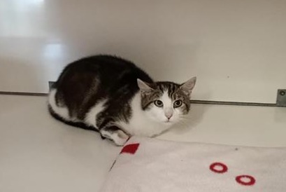 Discovery alert Cat Female Visseiche France Discovery alert Cat Female Visseiche France