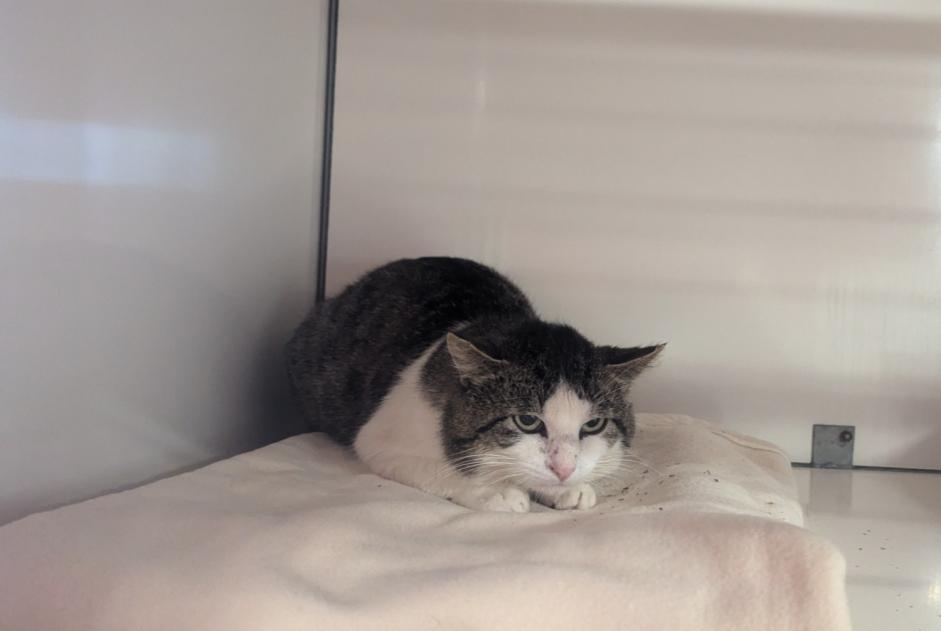 Discovery alert Cat Male Visseiche France Discovery alert Cat Male Visseiche France