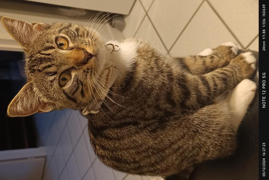 Disappearance alert Cat Male , 1 years Misérieux France Disappearance alert Cat Male , 1 years Misérieux France