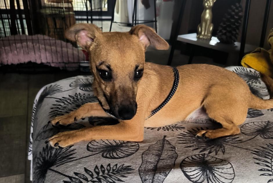Discovery alert Dog miscegenation Male Fauverney France