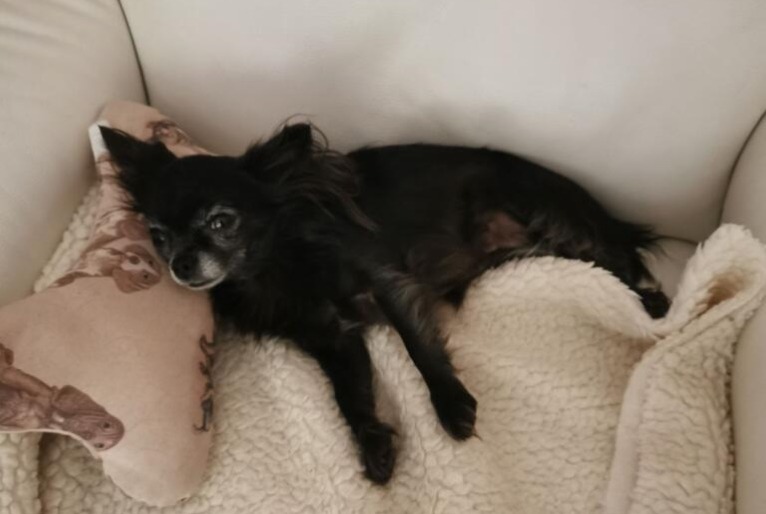 Disappearance alert Dog Female , 8 years Carcès France Disappearance alert Dog Female , 8 years Carcès France