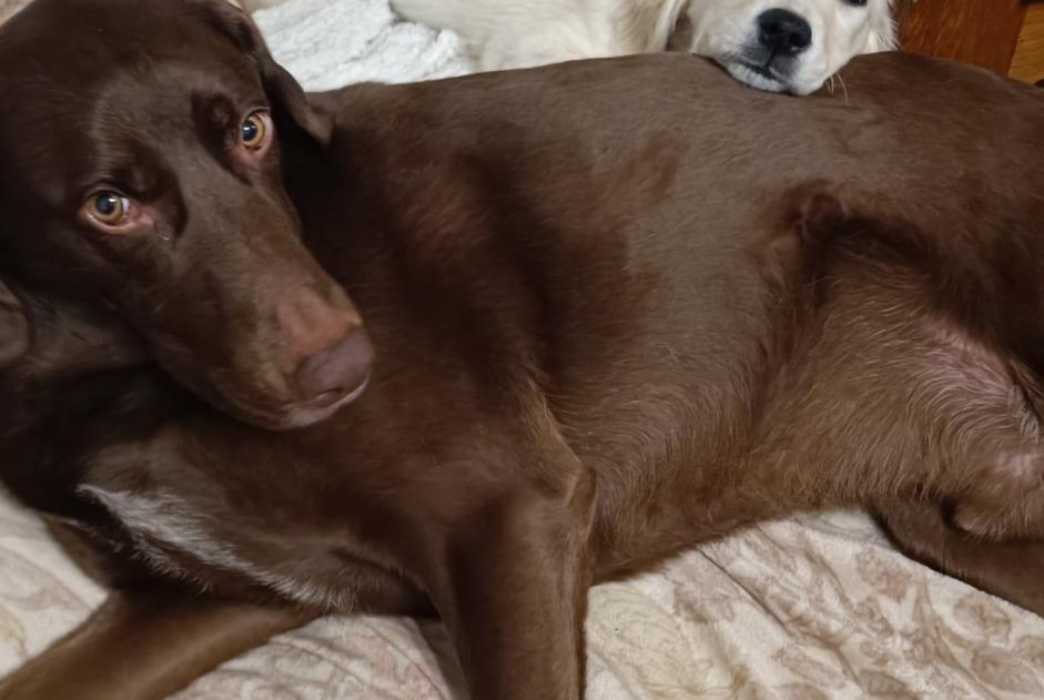 Disappearance alert Dog miscegenation Male , 5 years Blaisy-Bas France