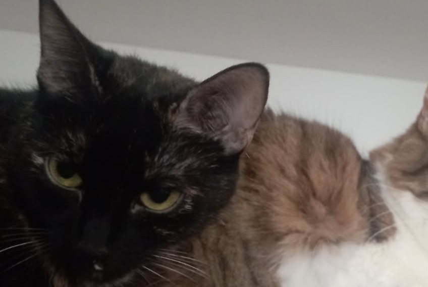 Alerta de Desaparición Gato cruce Hembra , 4 años Bouillargues Francia