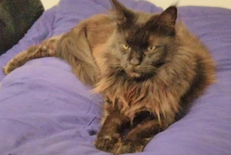 Alerta de Desaparición Gato Hembra , 11 años Le Beausset Francia Alerta de Desaparición Gato Hembra , 11 años Le Beausset Francia
