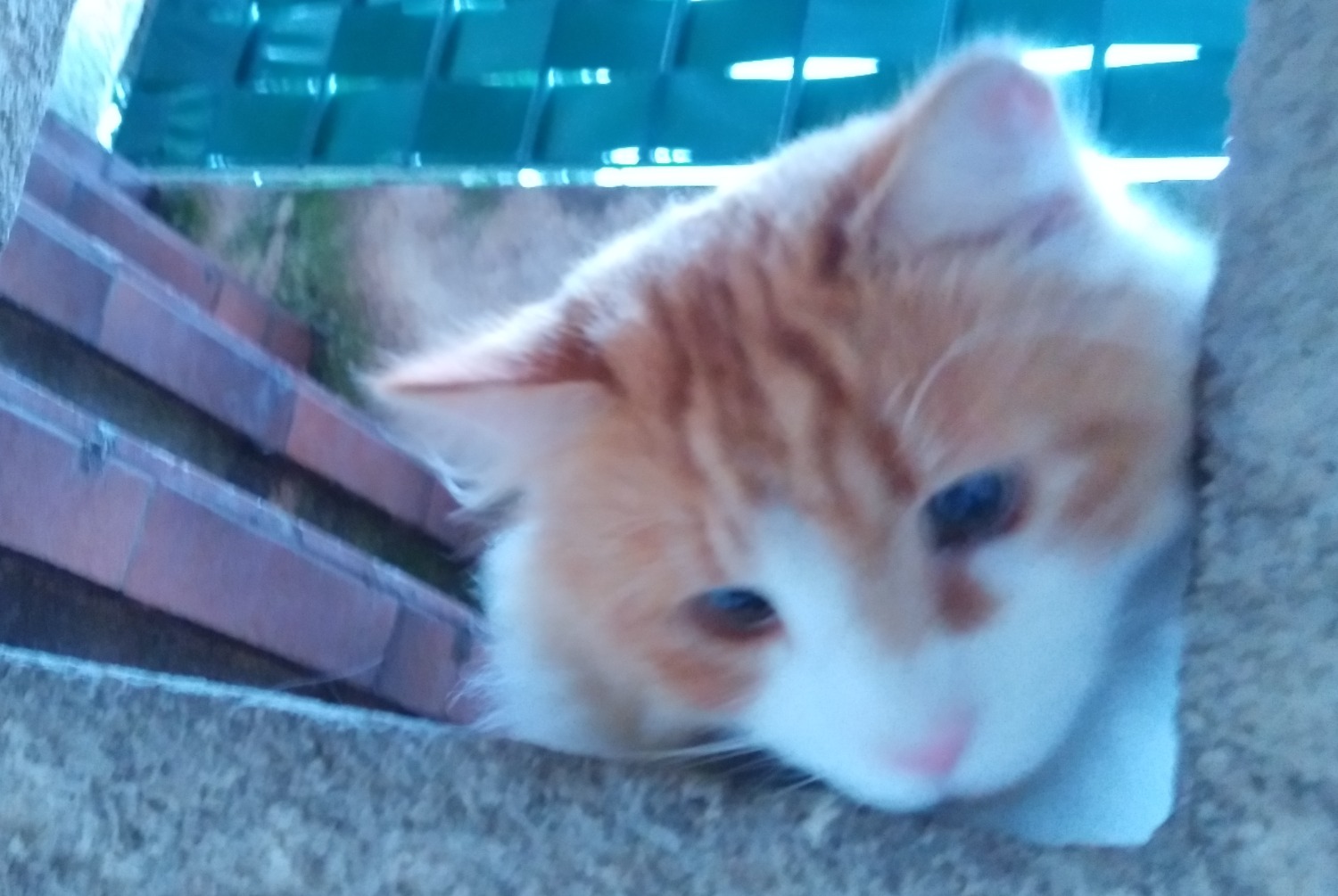 Alerta de Desaparición Gato Macho , 0 años Tourrette-Levens Francia Alerta de Desaparición Gato Macho , 0 años Tourrette-Levens Francia