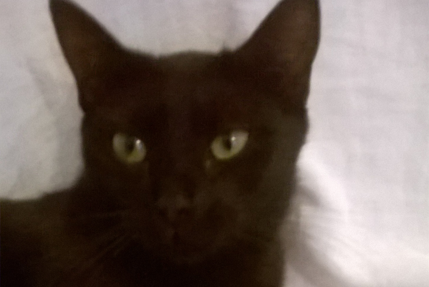 Alerta de Desaparición Gato Hembra , 2 años Marseille Francia Alerta de Desaparición Gato Hembra , 2 años Marseille Francia
