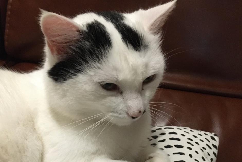 Alerta de Desaparición Gato Hembra , 6 años Saint-Brice-sur-Vienne Francia Alerta de Desaparición Gato Hembra , 6 años Saint-Brice-sur-Vienne Francia