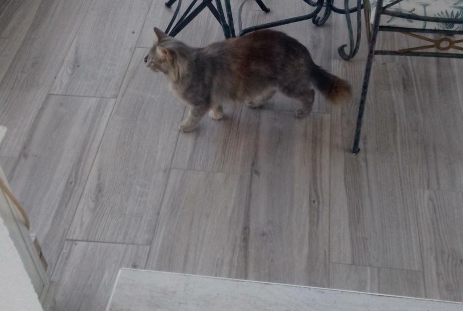 Alerta de Hallazgo Gato cruce Hembra Manduel Francia