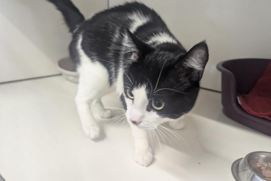 Alerta de Hallazgo Gato Macho Vitré Francia