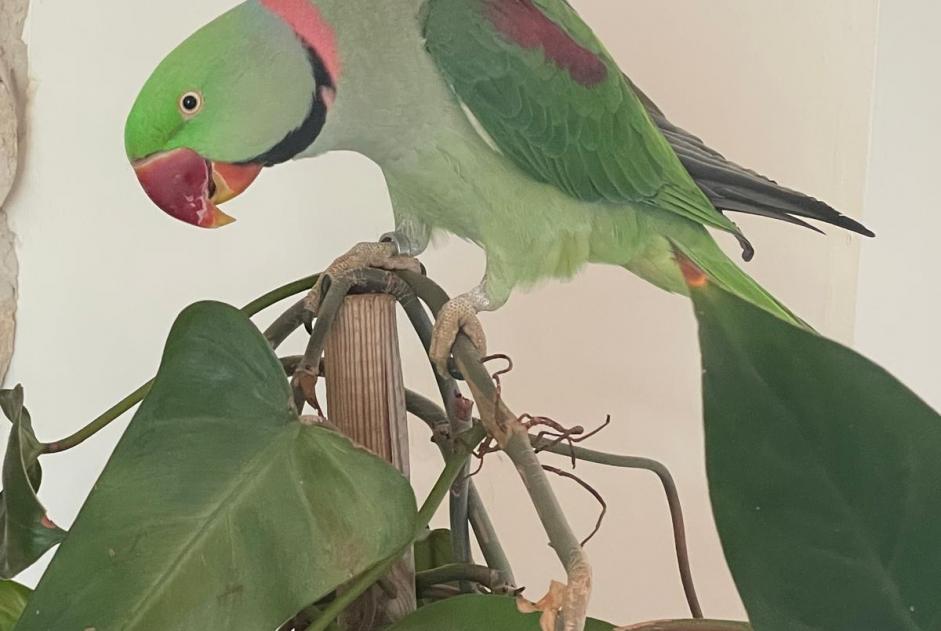 Alerta de Desaparición Pájaro Macho , 2025 años Aix-en-Provence Francia