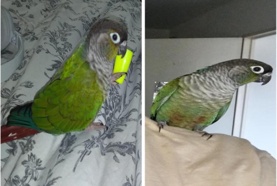 Alerta de Desaparición Pájaro Hembra , 2025 años Vallauris Francia Alerta de Desaparición Pájaro Hembra , 2025 años Vallauris Francia