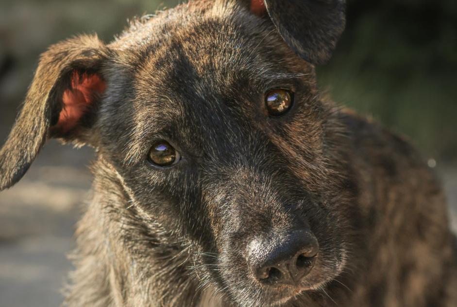 Alerta de Desaparición Perro cruce Hembra , 1 años Gréoux-les-Bains Francia