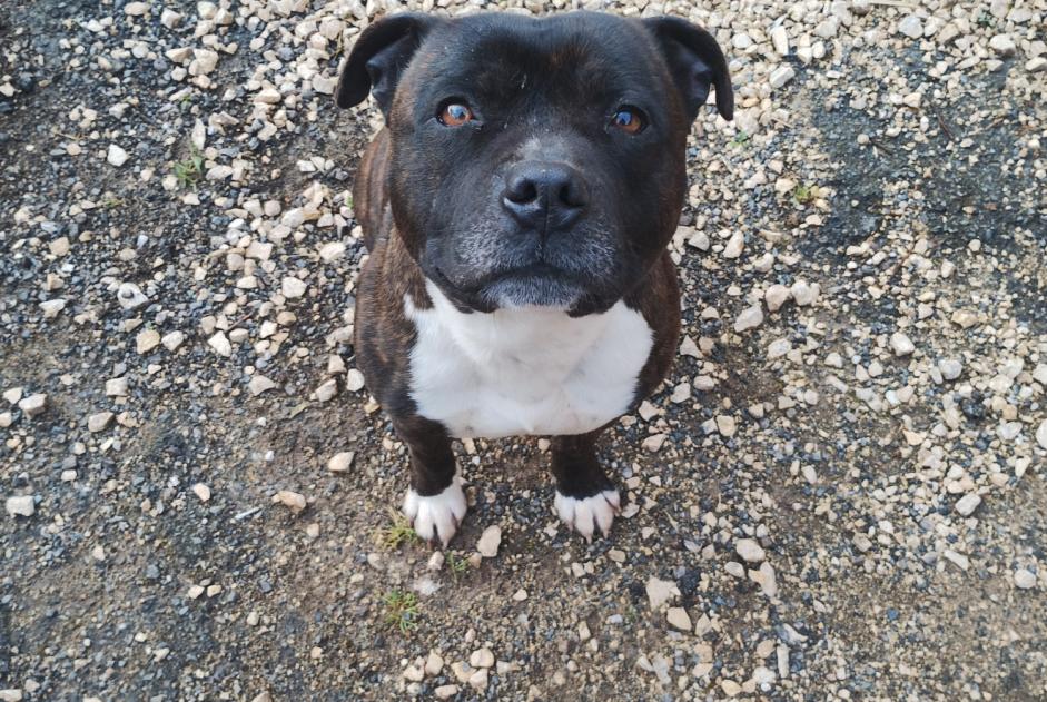 Alerta de Hallazgo Perro  Macho Saint-Front-sur-Lémance Francia
