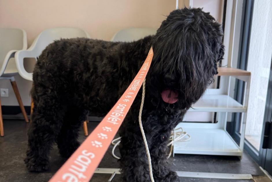 Alerta de Hallazgo Perro Macho Mouans-Sartoux Francia