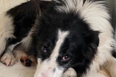 Alerta de Hallazgo Perro cruce Macho Trets Francia Alerta de Hallazgo Perro cruce Macho Trets Francia