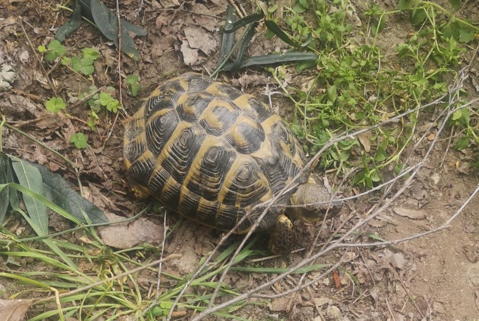 Alerta de Hallazgo Tortuga Desconocido Alès Francia Alerta de Hallazgo Tortuga Desconocido Alès Francia