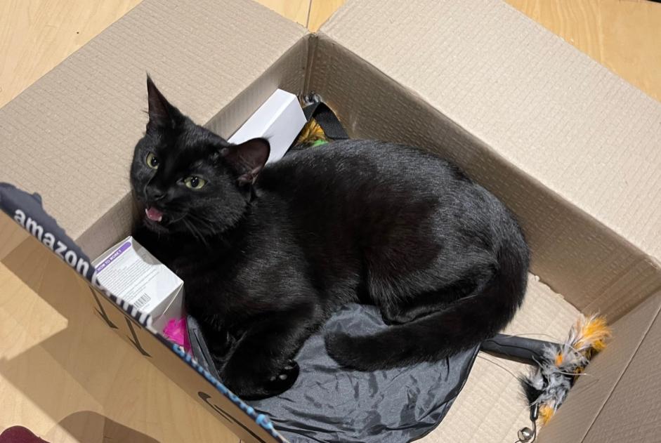 Alerte Disparition Chat Femelle , 1 ans Beauchamp France