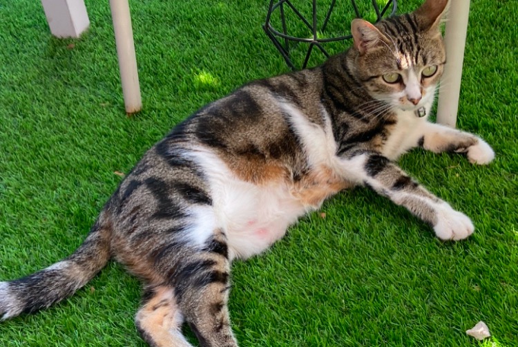 Alerte Disparition Chat croisement Femelle , 6 ans Ollioules France Alerte Disparition Chat croisement Femelle , 6 ans Ollioules France