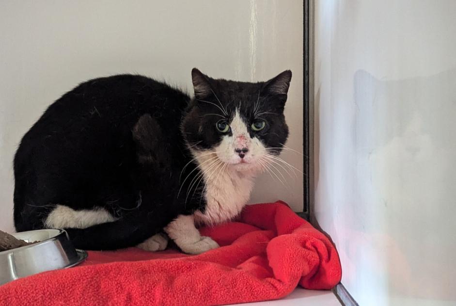 Alerte Découverte Chat Mâle Domagné France Alerte Découverte Chat Mâle Domagné France