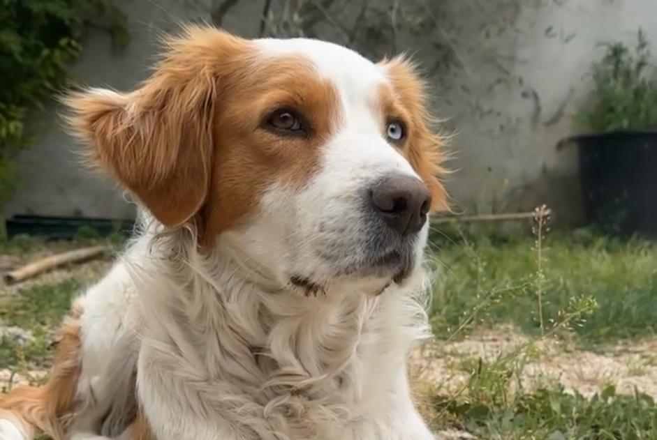 Alerte Disparition Chien croisement Femelle , 6 ans Aubagne France Alerte Disparition Chien croisement Femelle , 6 ans Aubagne France