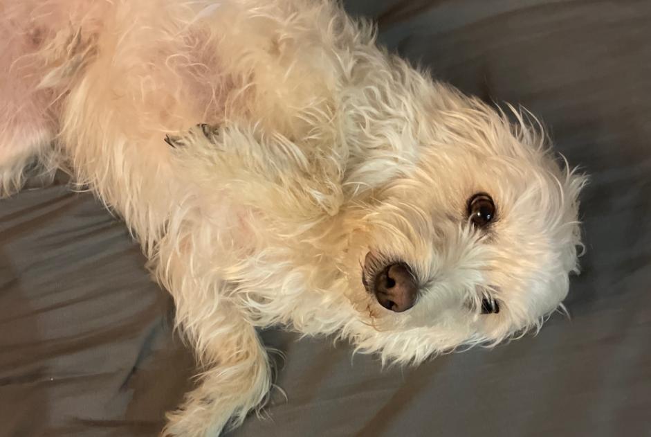 Alerte Découverte Chien croisement Femelle Antibes France