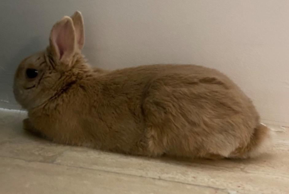 Alerte Découverte Lapin Inconnu Mantes-la-Ville France