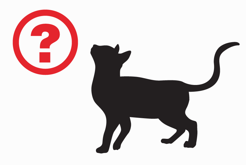 Alerte Disparition Chat  Mâle , 3 ans Ensuès-la-Redonne France