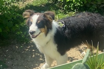 Avviso scomparsa Cane Maschio , 1 anni Ouges Francia Avviso scomparsa Cane Maschio , 1 anni Ouges Francia