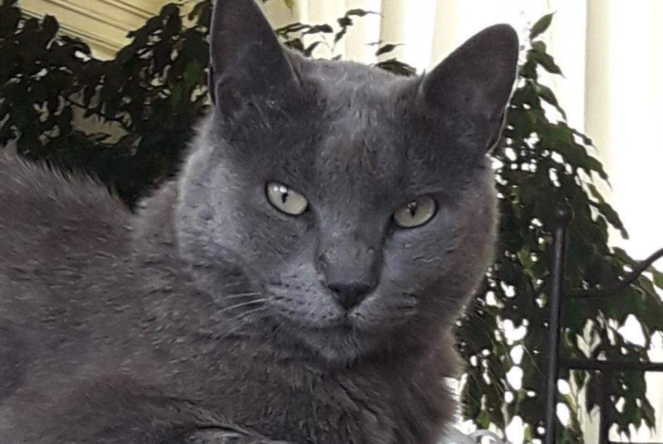 Verdwijningsalarm Kat Vrouwtje , 11 jaar L'Escarène Frankrijk Verdwijningsalarm Kat Vrouwtje , 11 jaar L'Escarène Frankrijk