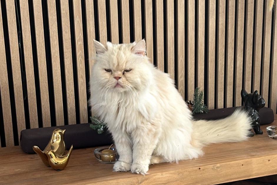 Alerta desaparecimento Gato Macho , 16 anos Cagnes-sur-Mer France Alerta desaparecimento Gato Macho , 16 anos Cagnes-sur-Mer France