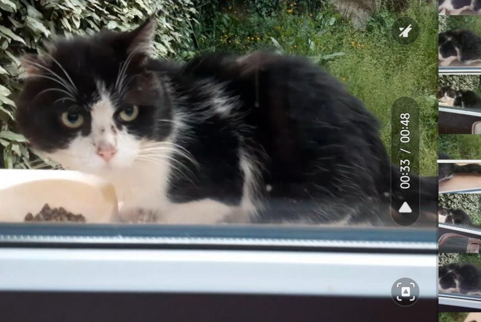 Alerta descoberta Gato Desconhecido Cahors France Alerta descoberta Gato Desconhecido Cahors France